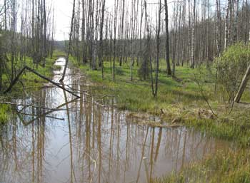 Hautjärven puolelle siirryttäessä ohitimme vetisen Haukisuon, joka tulva-aikana saattaa nousta jopa maantielle asti.